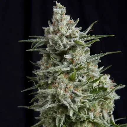 Anesthesia CBD van Pyramid Seeds