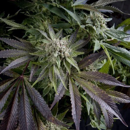 Blue Pyramid van Pyramid Seeds