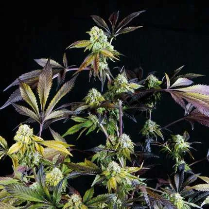 Sunset Sherbet van Pyramid Seeds