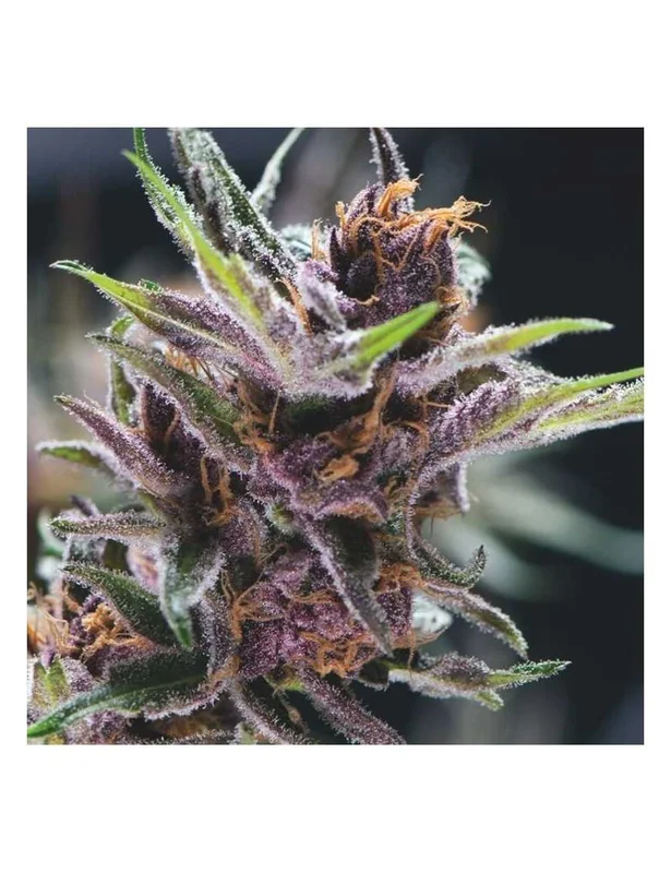 Black Cherry Punch van Pyramid Seeds