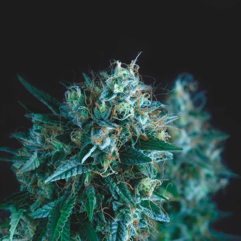 Gorila Fast van Pyramid Seeds