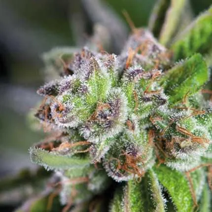 Watermelon Zkittlez van Pyramid Seeds