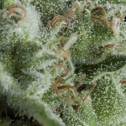 Kryptonite van Pyramid Seeds