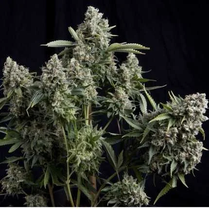 Tutankhamon van Pyramid Seeds