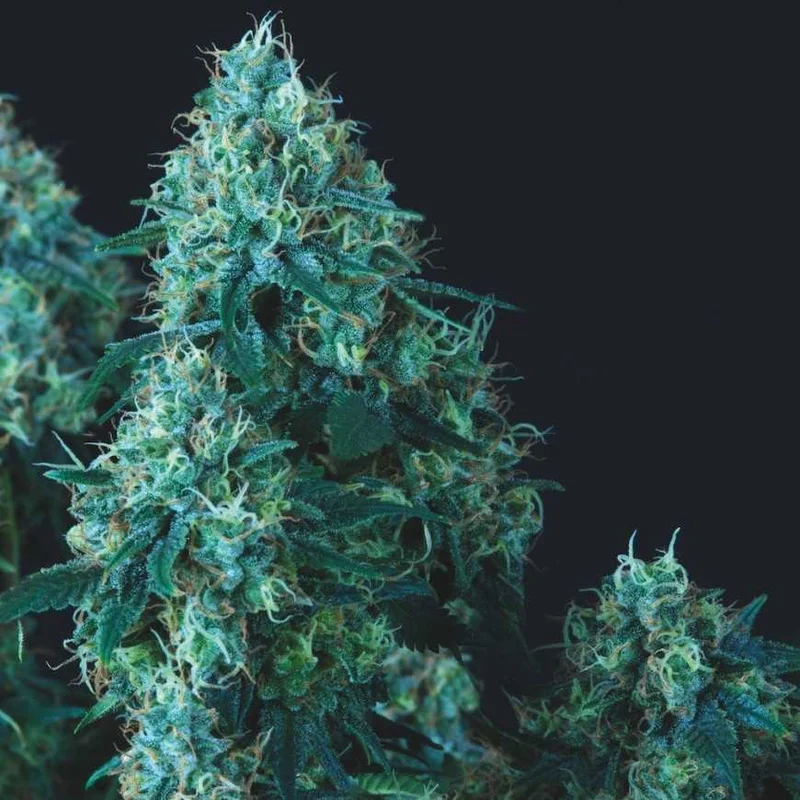 Black Cherry Punch van Pyramid Seeds
