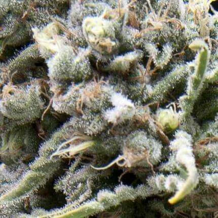 White Widow van Pyramid Seeds