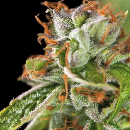 Double OG Haze van Pyramid Seeds