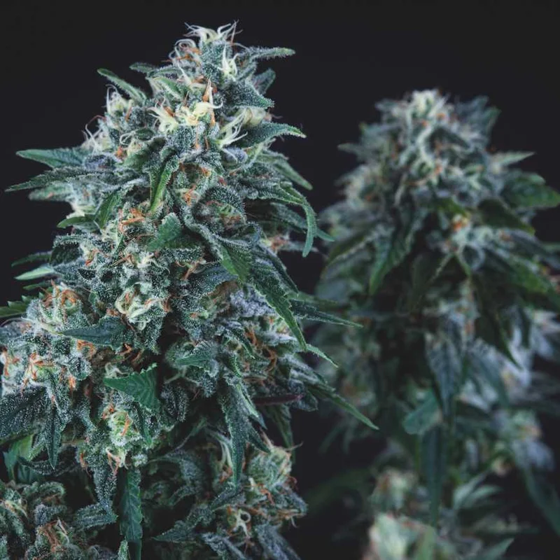 Anubis van Pyramid Seeds