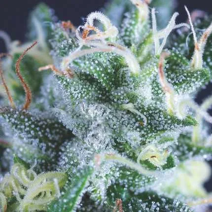 Gelato van Pyramid Seeds