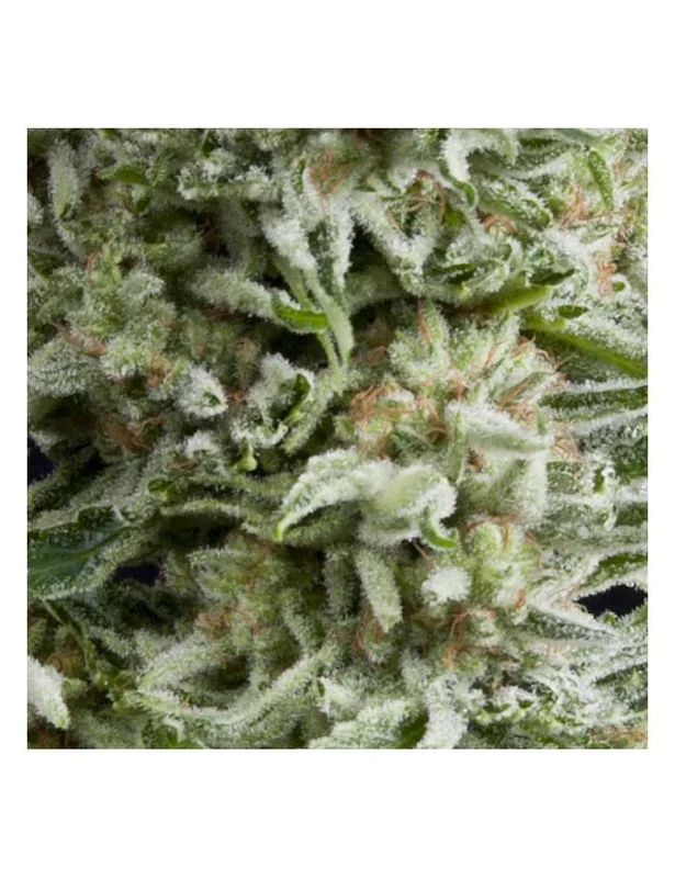 Amnesia Gold van Pyramid Seeds