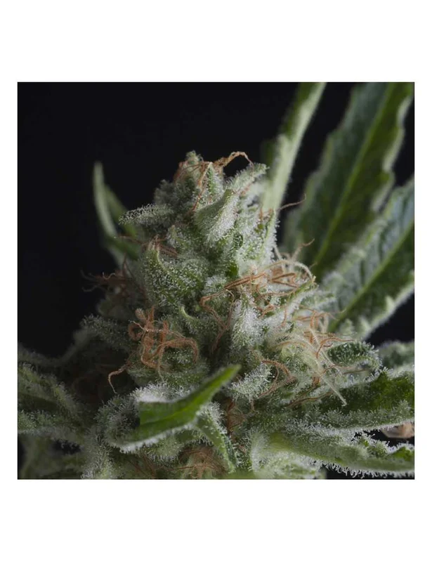 Shark van Pyramid Seeds