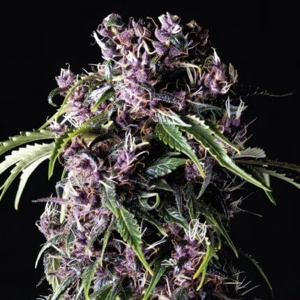 Purple van Pyramid Seeds