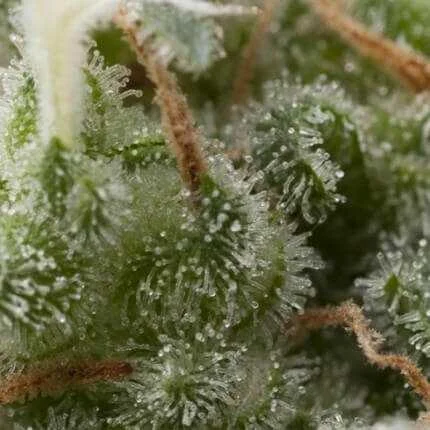 Super Hash van Pyramid Seeds