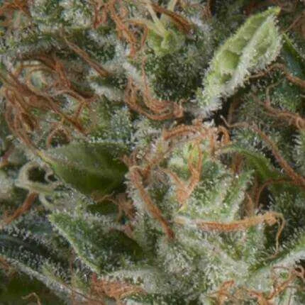 Wembley van Pyramid Seeds