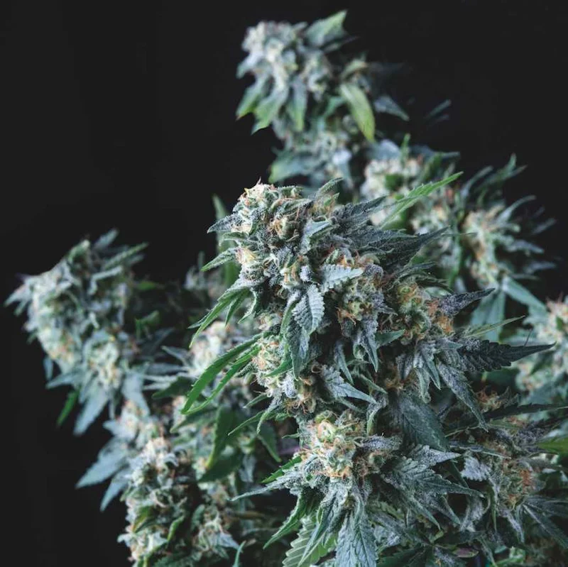 Amnesia Gold van Pyramid Seeds