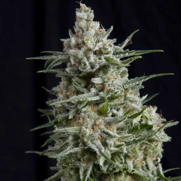Anesthesia van Pyramid Seeds