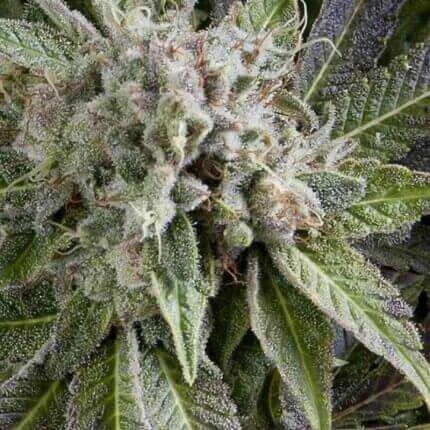 Blue Pyramid van Pyramid Seeds