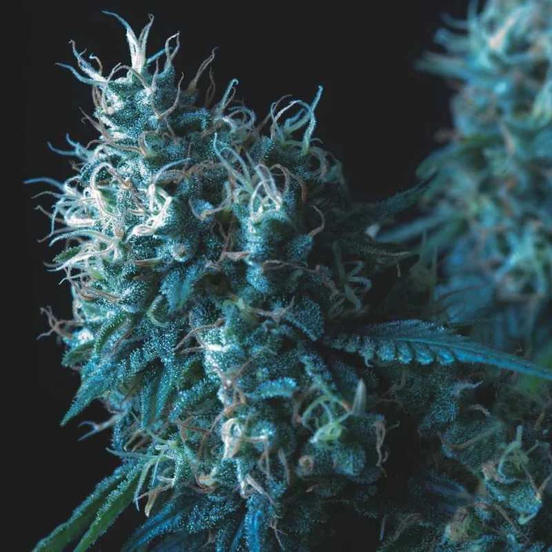 Cookies USA van Pyramid Seeds