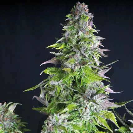 Romulan van Pyramid Seeds