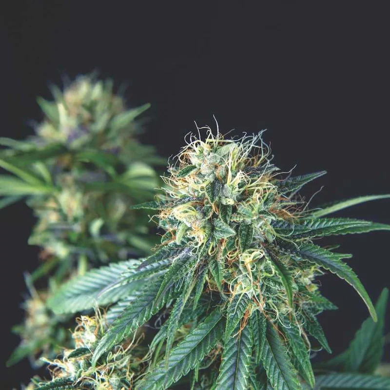 Tutankhamon van Pyramid Seeds
