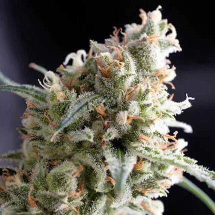 Kukulkan van Pyramid Seeds