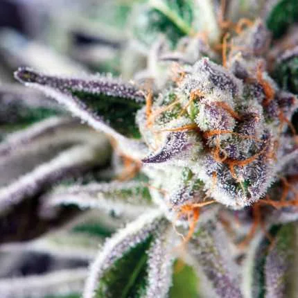 Do-Si-Dos van Pyramid Seeds