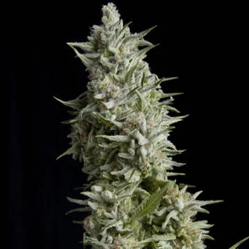 Alpujarrena van Pyramid Seeds