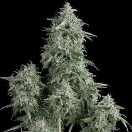 Anubis van Pyramid Seeds