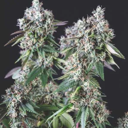 Mendocino Purple Kush van Pyramid Seeds