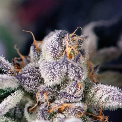 Cookies USA van Pyramid Seeds