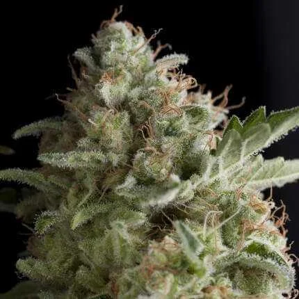 American Pie van Pyramid Seeds