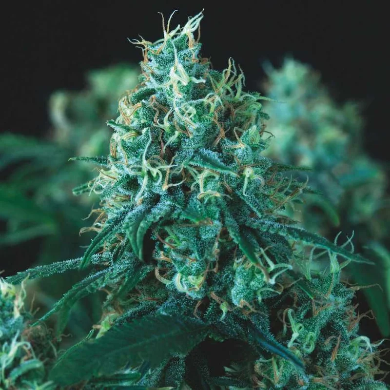Kryptonite Fast van Pyramid Seeds