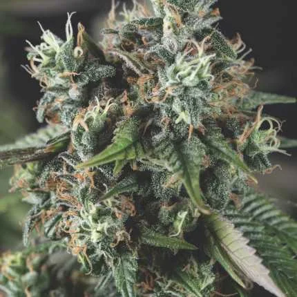 Do-Si-Dos van Pyramid Seeds