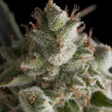Fresh Candy van Pyramid Seeds