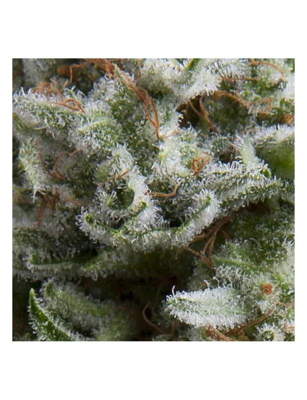 Anesthesia van Pyramid Seeds