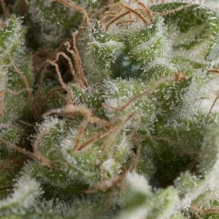American Pie van Pyramid Seeds