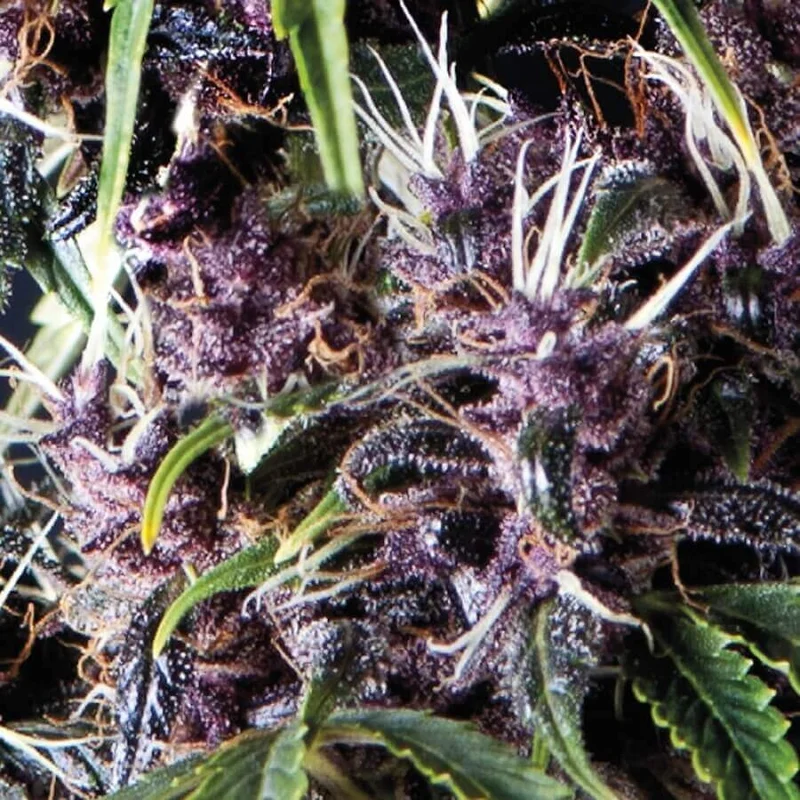Purple van Pyramid Seeds