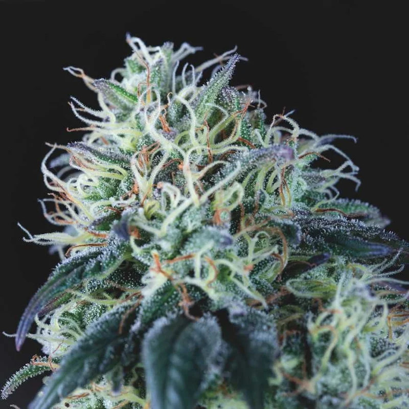 Wembley van Pyramid Seeds