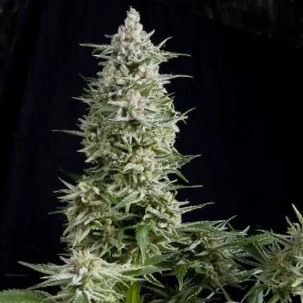 Amnesia Gold van Pyramid Seeds