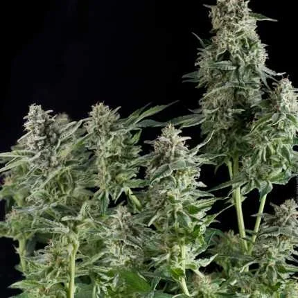 Northern Lights van Pyramid Seeds