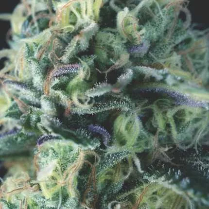 Cookies USA van Pyramid Seeds