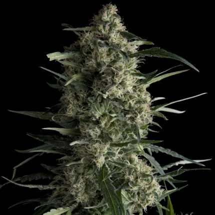 Galaxy CBD van Pyramid Seeds