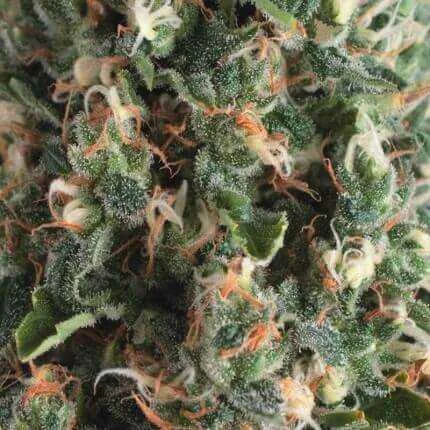 Super OG Kush van Pyramid Seeds