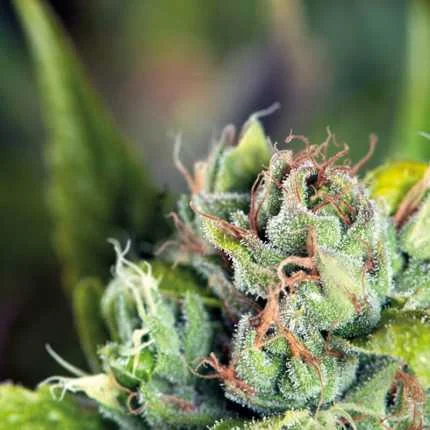 Tahoe Cure van Pyramid Seeds