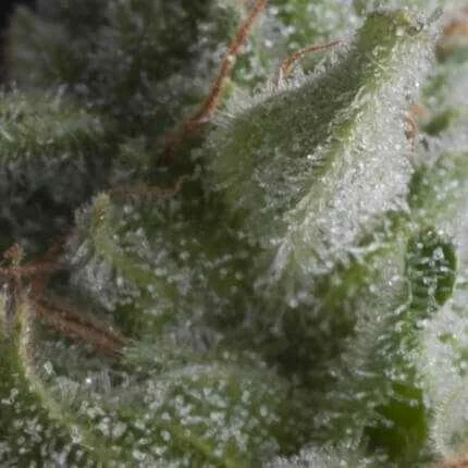 Shark van Pyramid Seeds
