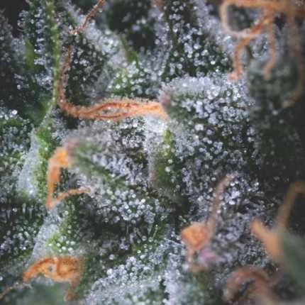 Black Cherry Punch van Pyramid Seeds