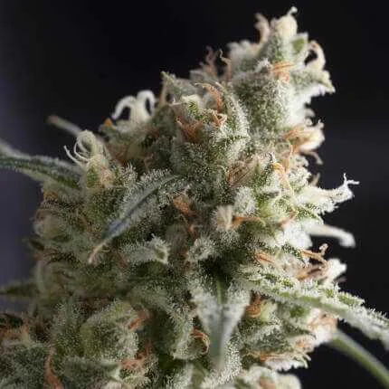 Lennon van Pyramid Seeds
