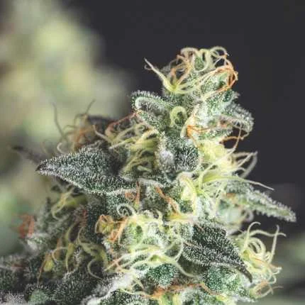 Lemon Larry OG van Pyramid Seeds