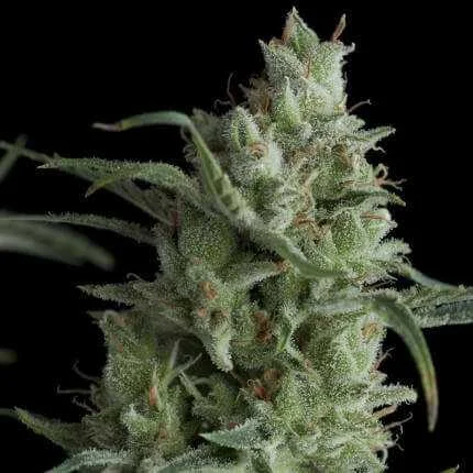 Kryptonite van Pyramid Seeds