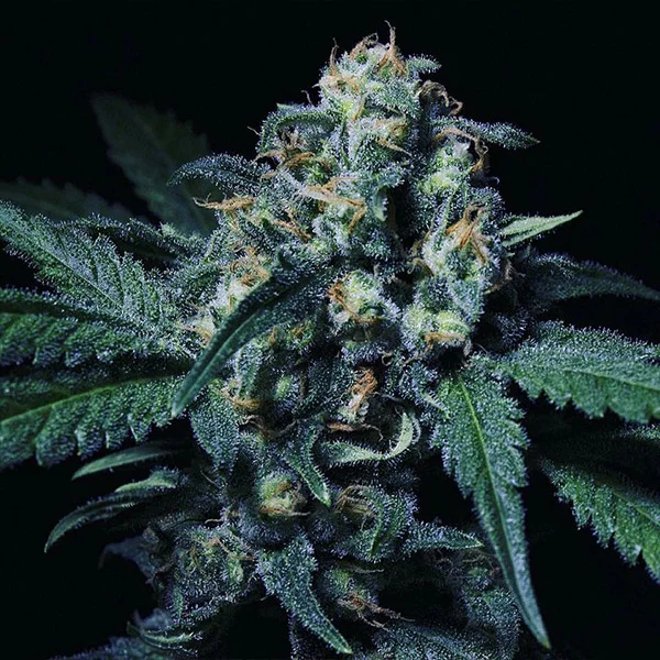 Negra 44 van R-Kiem Seeds